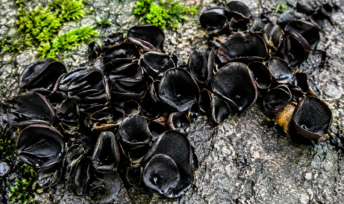 Amas fongiques noirs tapissant le sol gris