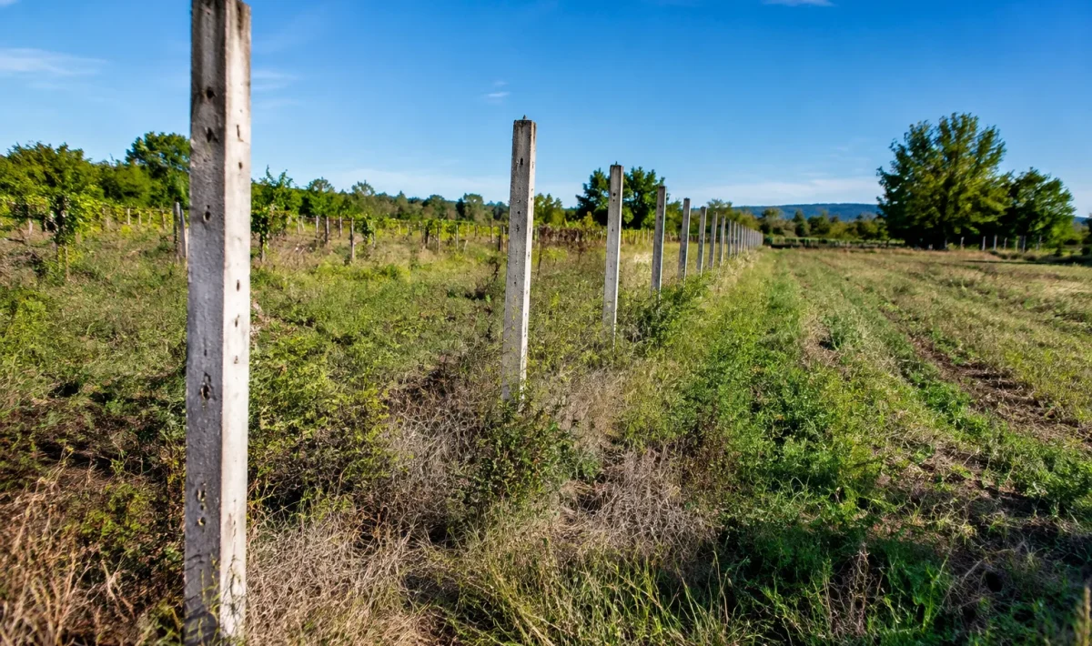 Champ agricole abandonne avec piquets geometriques alignes debout