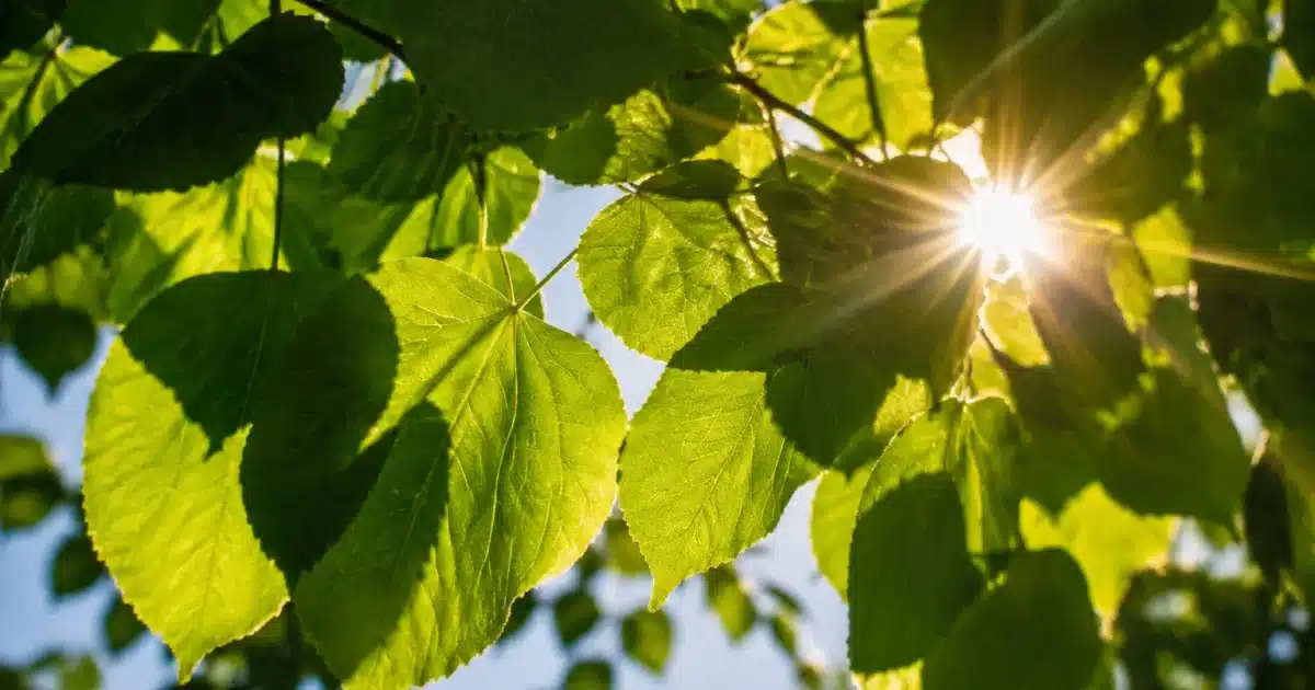 Rayons solaires filtrant entre feuilles vertes lors eclipse