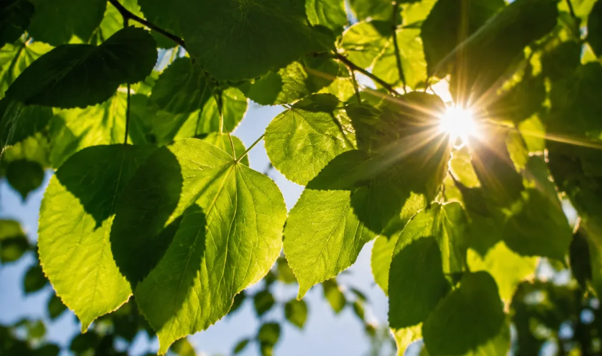 Rayons solaires filtrant entre feuilles vertes lors eclipse