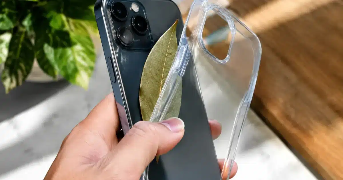 Feuille de laurier insérée entre téléphone et coque protectrice transparente