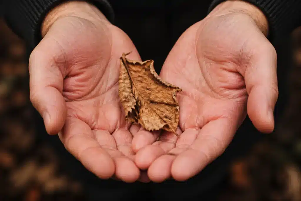 Feuille seche froissee entre deux mains ouvertes