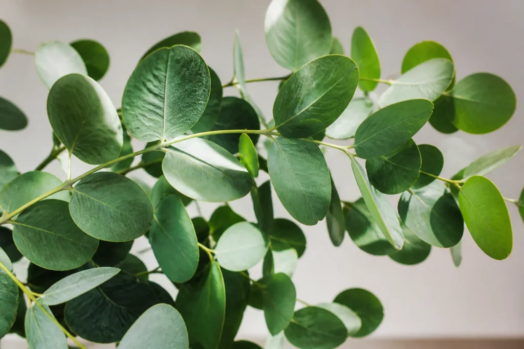 Feuilles eucalyptus vertes souples saines sans taches brunes