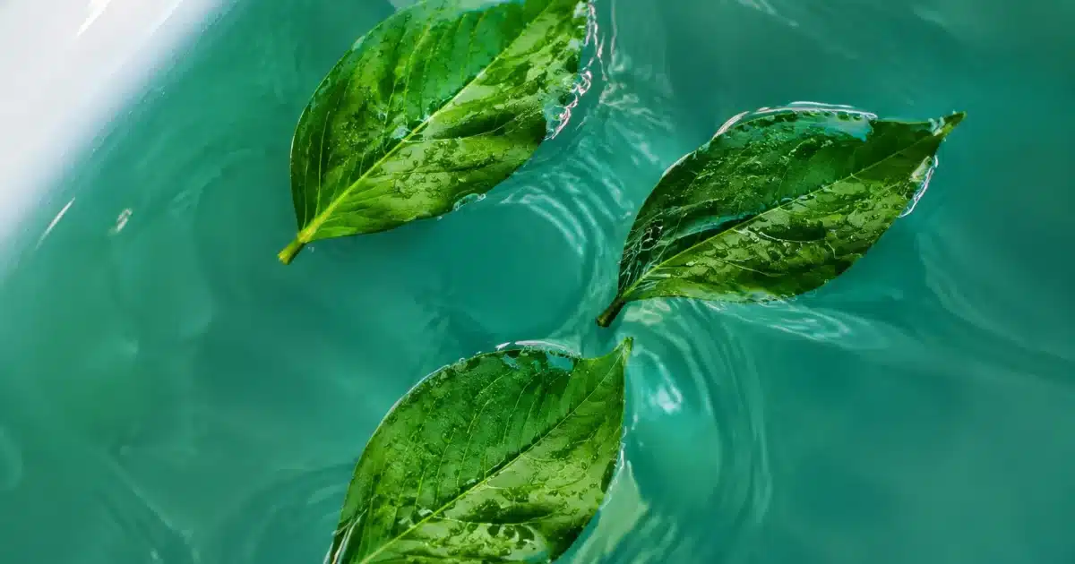 Trois feuilles vertes flottant immergees dans eau chaude baignoire