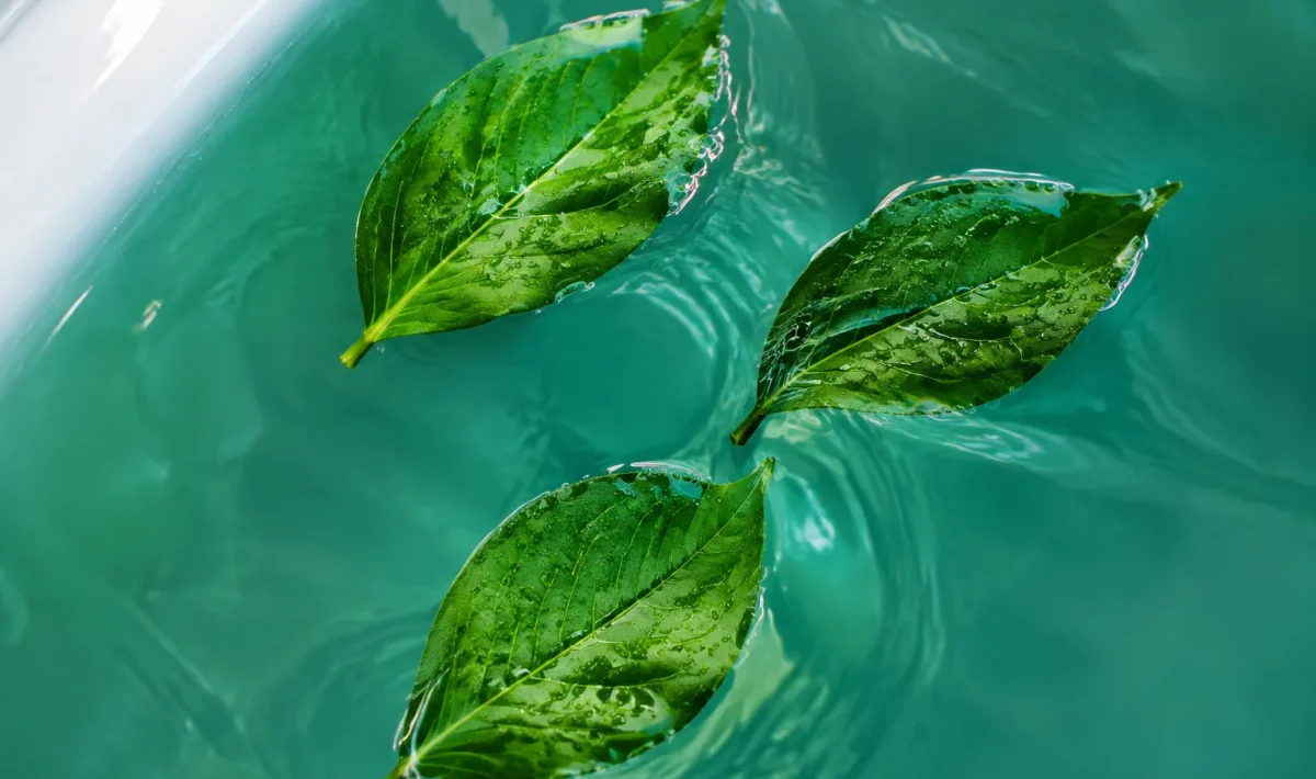 Trois feuilles vertes flottant immergees dans eau chaude baignoire