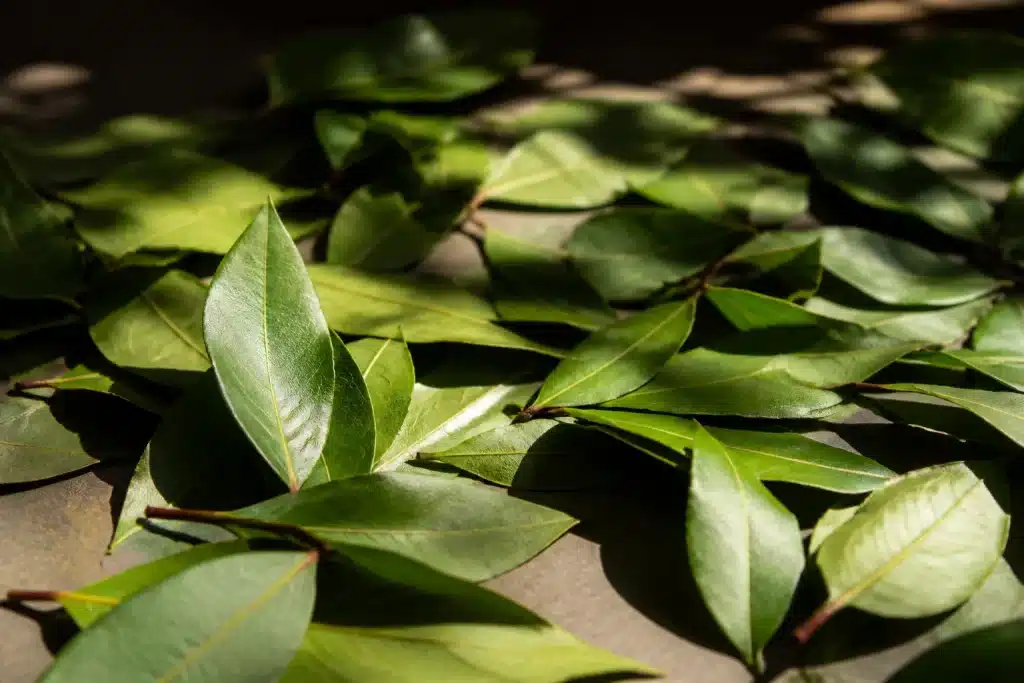 Feuilles de laurier vertes séchant lentement à l'ombre