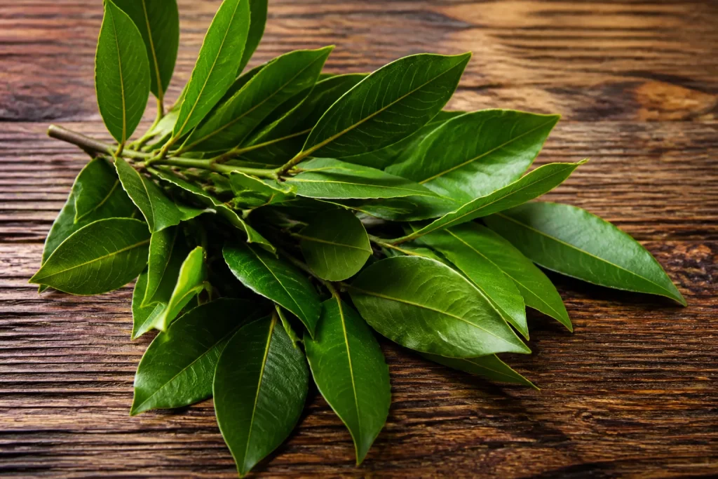 Feuilles de laurier vert posees sur table en bois