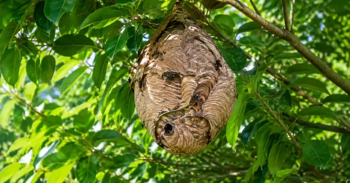 Nid de frelon asiatique suspendu branche arbre feuillage dense