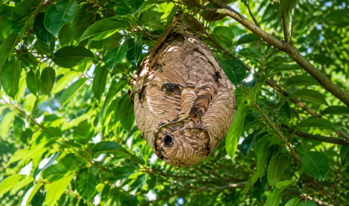Nid de frelon asiatique suspendu branche arbre feuillage dense