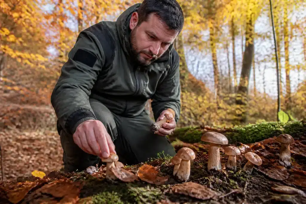 Agent ONF inspectant champignons sous arbres feuillus automnaux