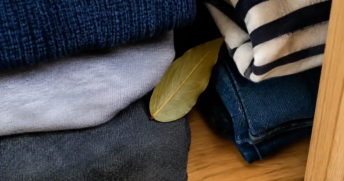 Feuille de laurier froissee posee dans placard entre vetements