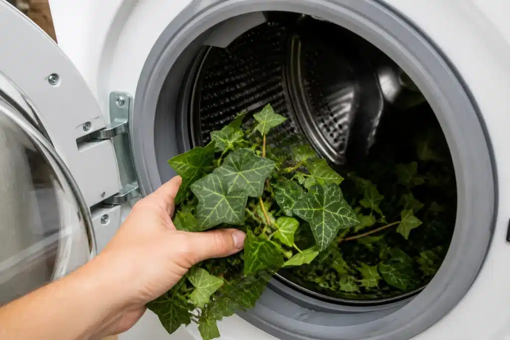 Feuilles lierre vertes versees dans tambour machine a laver