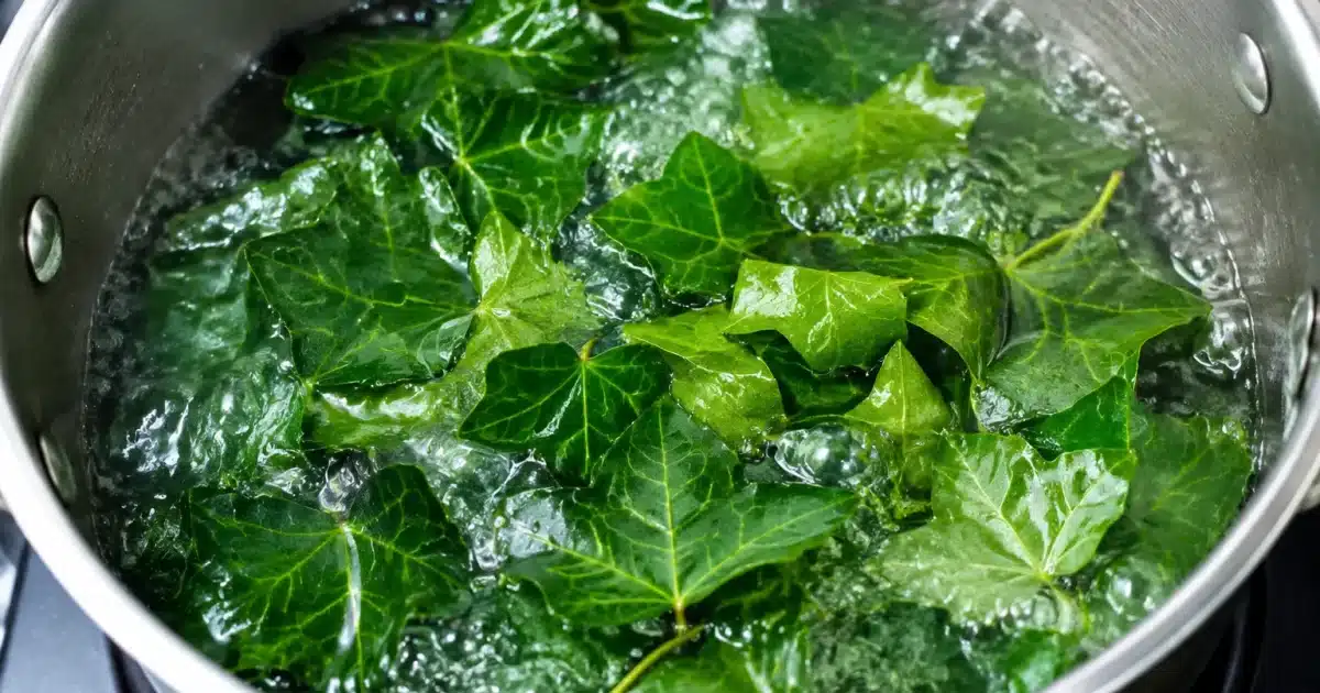 Feuilles de lierre vertes dans une casserole d'eau bouillante