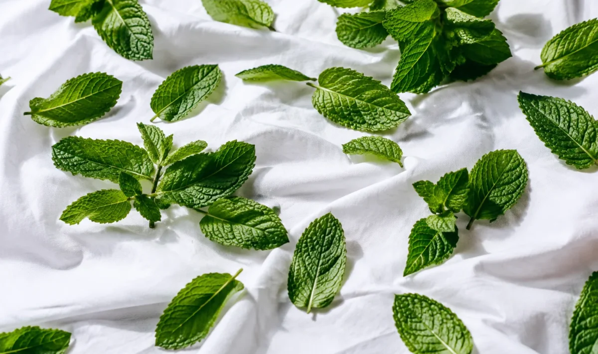 Feuilles menthe fraiches eparpillees sur drap blanc