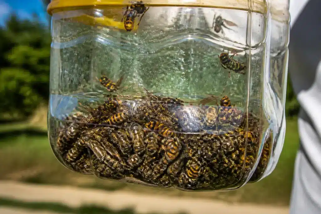 Piege avec abeilles et frelons captures ensemble dedans