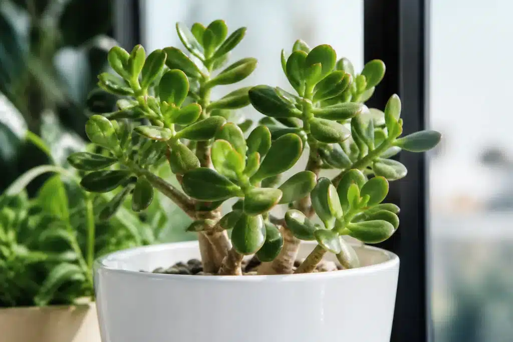 Plante jade verte dans pot blanc, lumiere indirecte douce