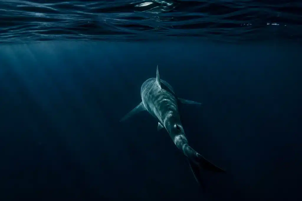 Requin gris disparaissant sous eaux profondes et sombres