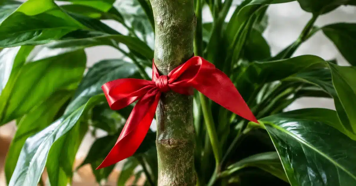 Ruban rouge noue autour du tronc d'une plante verte