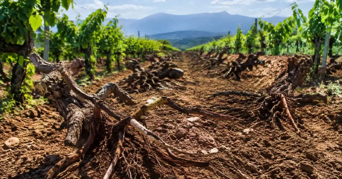 Rangées de vignes arrachées exposant sol nu et racines étalées