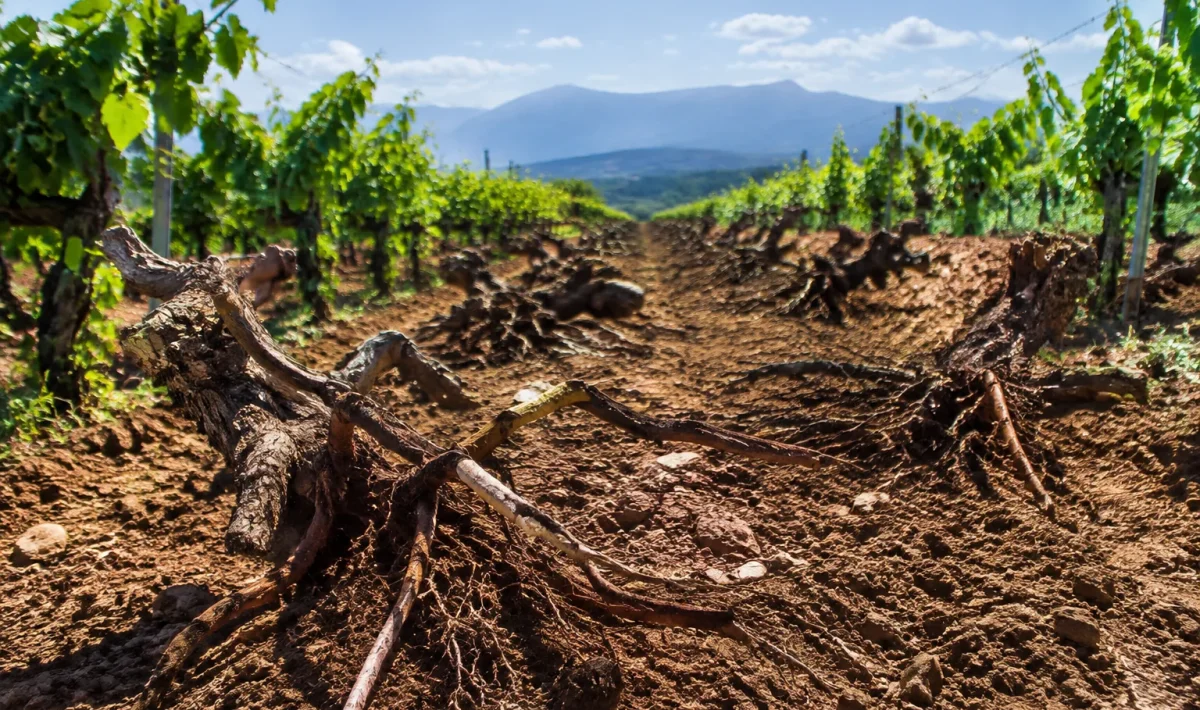 Rangées de vignes arrachées exposant sol nu et racines étalées