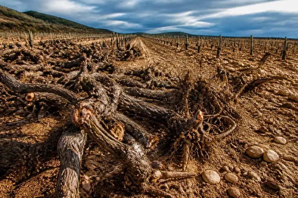 Rangees de ceps arraches dans vignoble desolé